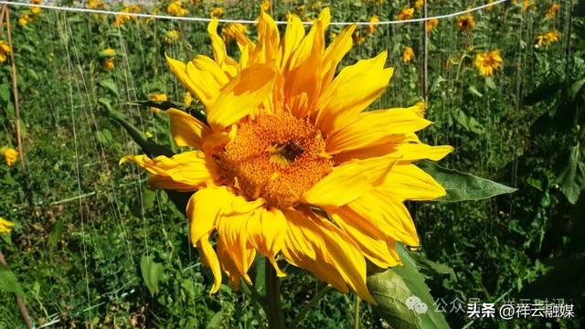 旅居祥云 | 青海湖畔40亩向日葵盛放,等你邂逅!