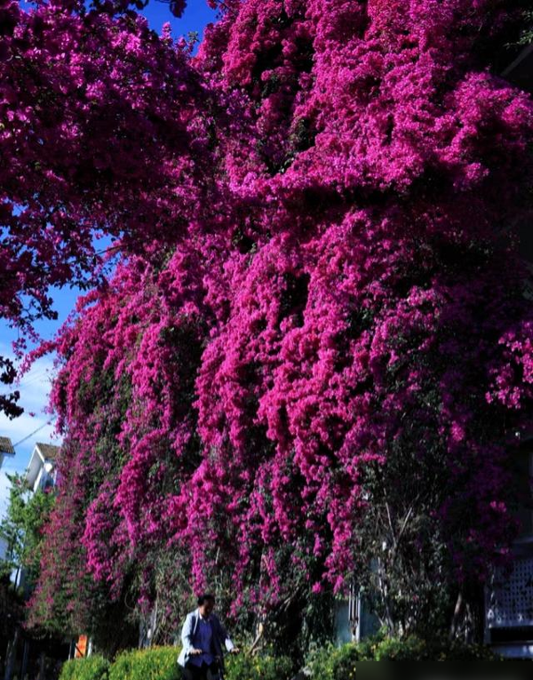 云南一户人家门口的花，开出了五层楼的“瀑布”，太壮观了