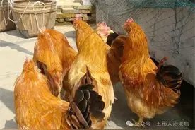 鸡，五德之禽，知时兽，亦补亦药，五形人一定得吃对！图片