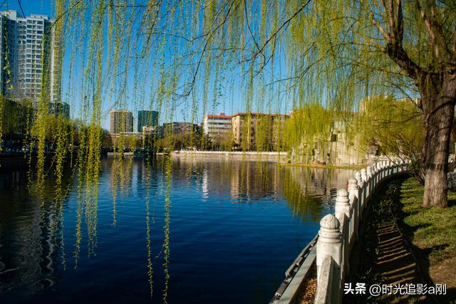 春到民心河，柳色是最温柔的底色！