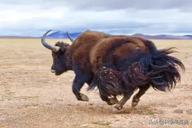 西藏野牦牛竟下山和家牦牛杂交！繁衍出来的牛犊，牧民能吃吗？图片