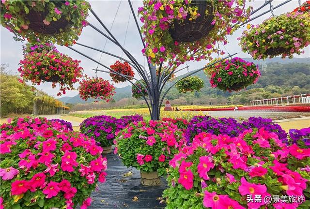 金秋佛山簪花觅花香，如果您是大男人，愿意头上戴花出游吗？