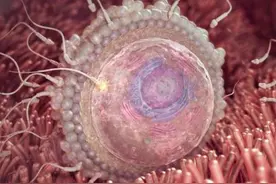 1-40周胎儿生长发育图解，太逼真了图片