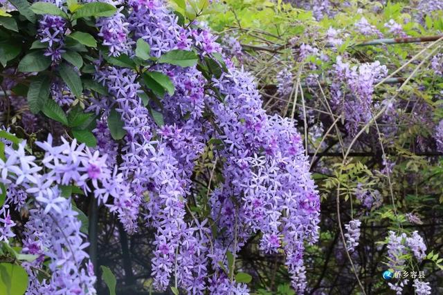 太唯美了！玉林这片紫藤花很出片