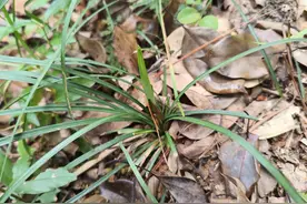 乍一看像韭菜，农村知名的“长命草”，懂它的人都在挖，别认错了图片