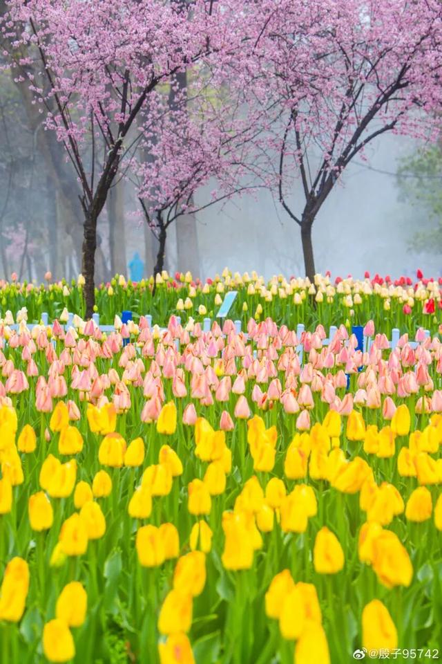 被南京郁金香花海惊艳到了