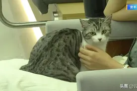 “免费领养宠物”真不花钱？ 律师提醒领养人小心这些“坑”图片