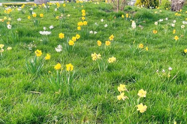 半日休闲游玩 | 牡丹+流苏+多巴胺花海，好拍到停不下来