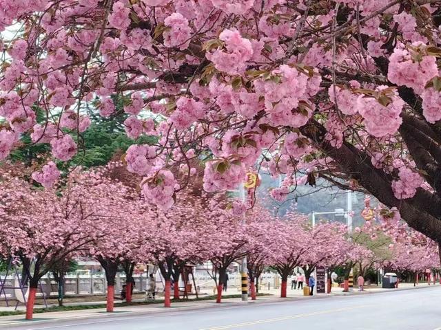 在两当，春天就要Color Walk→