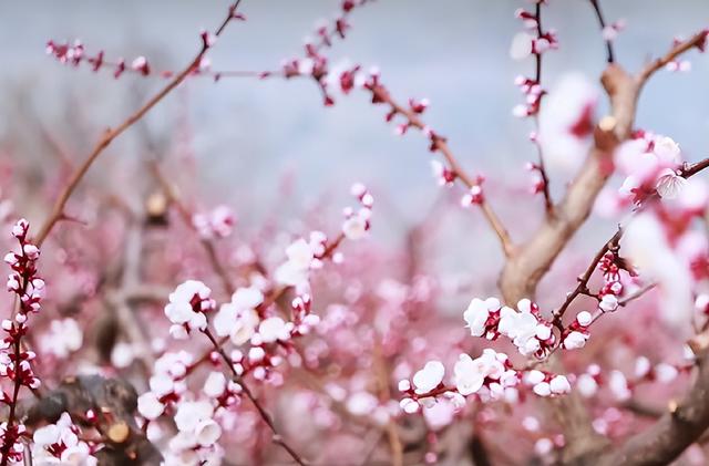 2026 年 3 月第四周 渭南文化旅游资讯微报（组图）