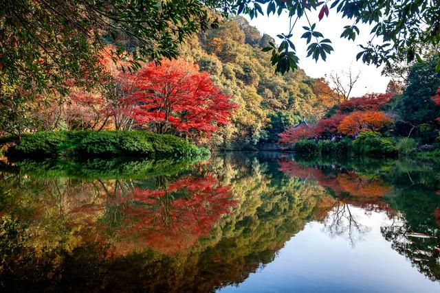 杭州人私藏的红叶地图曝光！这5个地方藏着江南最极致留恋的秋！