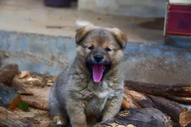 是不是所有的国人见了狗子，都会下意识的，嘬！嘬！嘬！图片