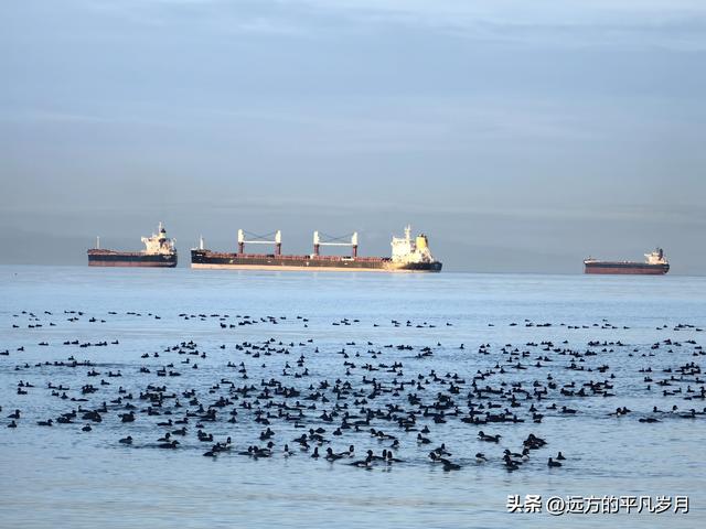 温哥华游记（四）