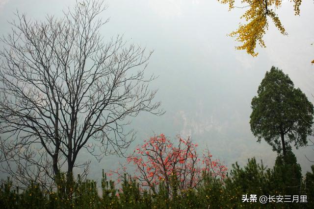 蓝田辋峪，触摸王维的银杏