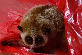 广西凭祥发现“大眼怪猴”，样貌奇特手臂能喷毒，宛如外星生物图片