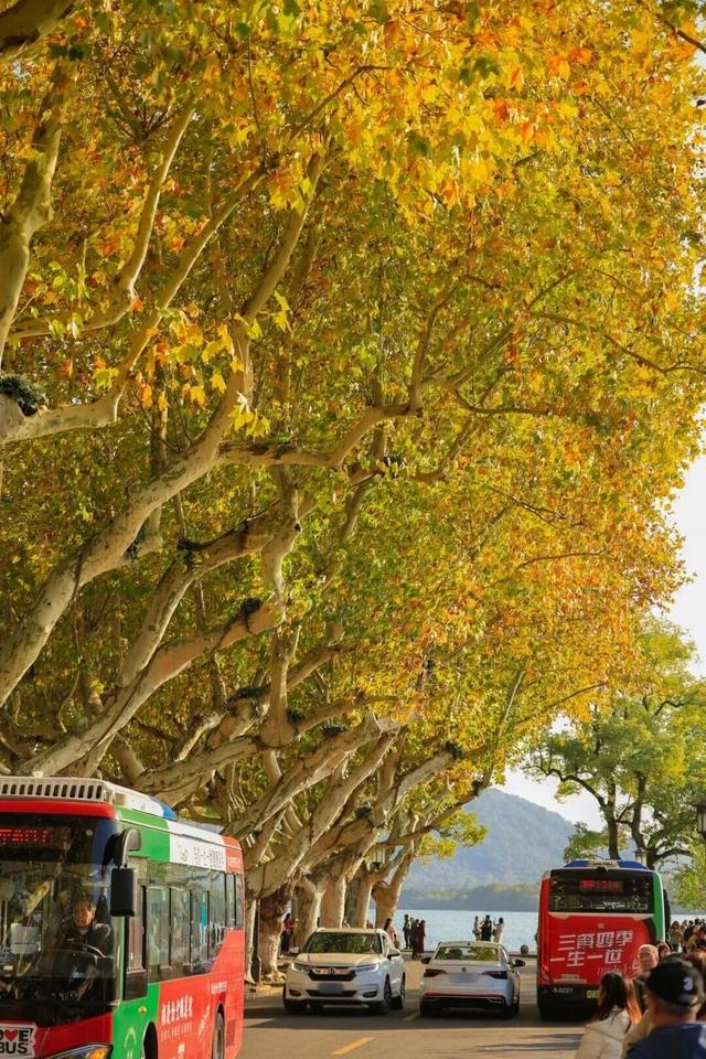杭州秋冬的“多巴胺”美景来啦～