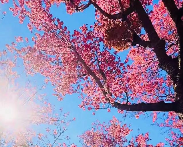 无量山的冬樱花