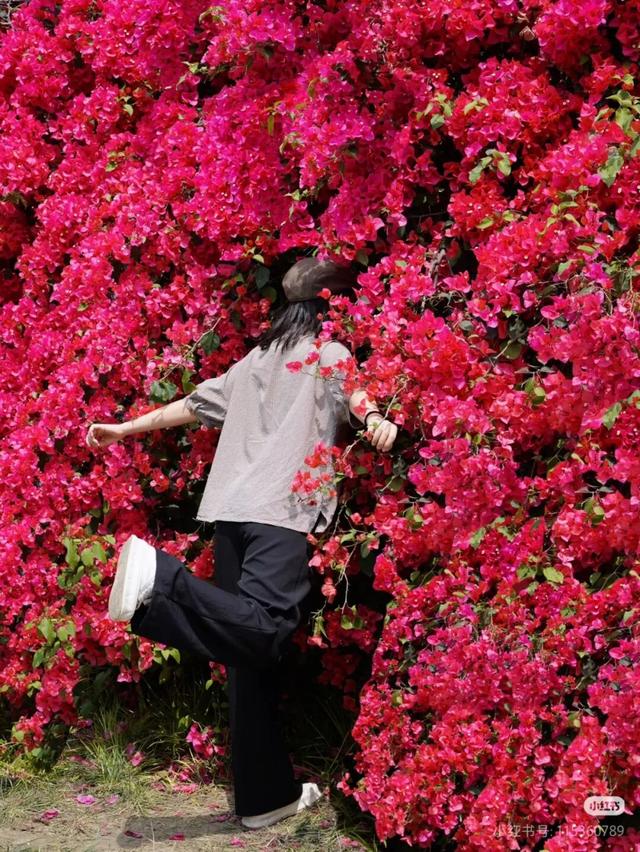 地铁直达！全部免费！成都15个被问爆的赏花地，蓝花楹三角梅美疯了