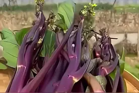 冬天要多吃红菜苔，营养又美味，爽脆可口，营养开胃！！！图片