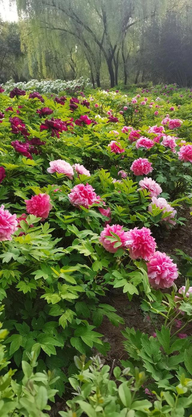 4月中下旬最后的花期，这6个地方还能赶上春天的尾巴