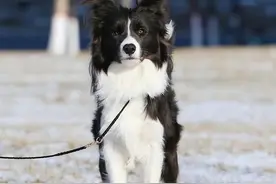 有这6大特征的“边牧”，是纯种没跑了！你家的占了几个图片