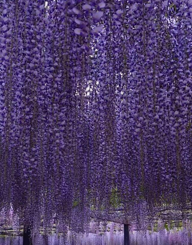 北京一处“最壮观”的紫藤花公园，犹如仙境一样美，震撼至极！