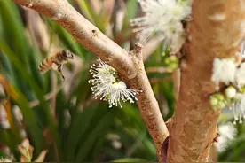 嘉宝果种几年才结果？有没有办法缩短嘉宝果的结果时间？答案：有图片