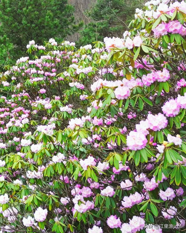 杜鹃花开，心有归处