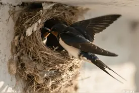 燕子在家里筑巢到底好不好？图片