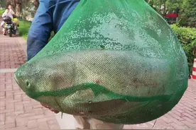 使用阿魏垂钓大鱼的必看的方法图片