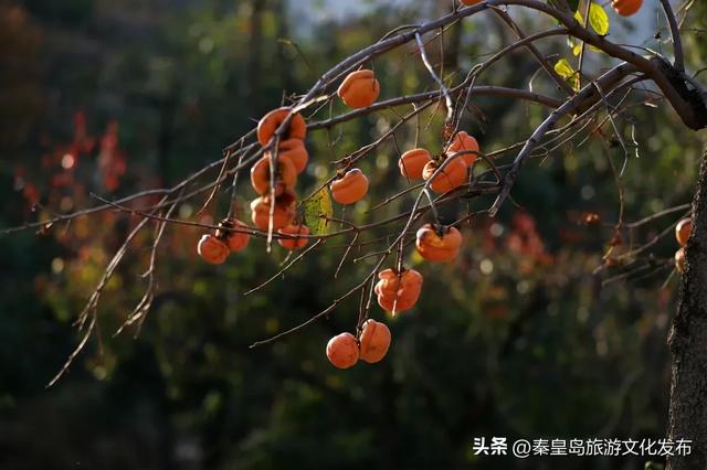 来秦皇岛，解锁冬日种种缤纷“美色”！