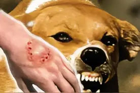 小区里面养猫养狗，多数居民都极其反感，他们到底都是些什么人？图片