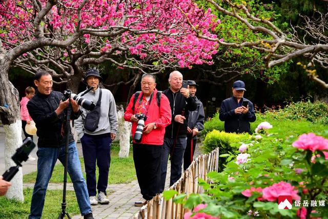 春已至 花正浓 来岱庙 赏牡丹