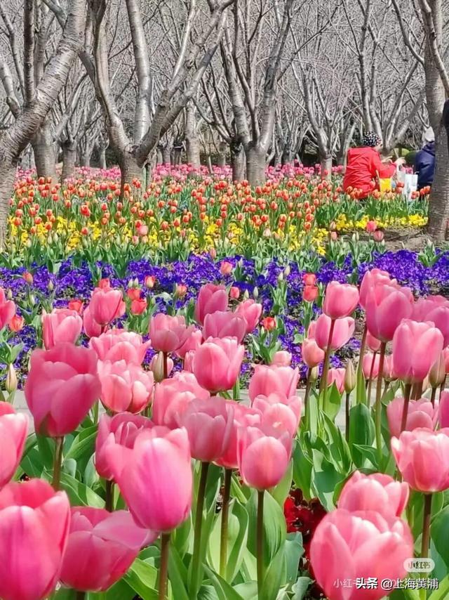 春日限定！这个周末的黄浦，竟然已经美成了这样！