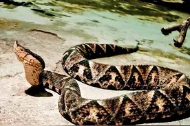 江西老汉喂养剧毒五步蛇，钻研出独门绝技，竟年纯赚200万？图片