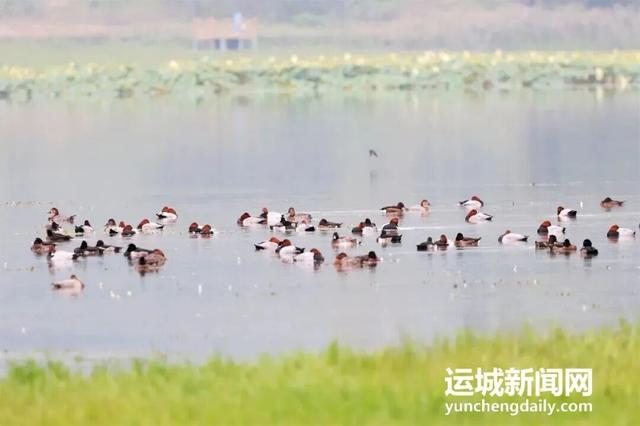 “淡季不淡”，运城文旅持续火热