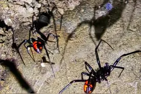 黑寡妇蜘蛛“近亲”现身青城山！专家：咬人概率极低，不主动招惹即可图片