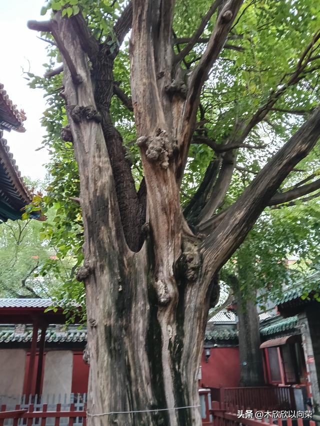 9月10日教师节游览北京孔庙和国子监（一）