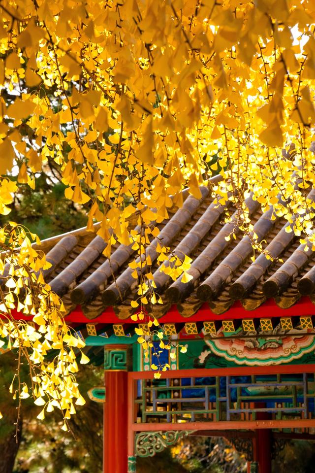 在秋天进故宫前一定要去的地方，中山公园的银杏简直是赏秋圣地