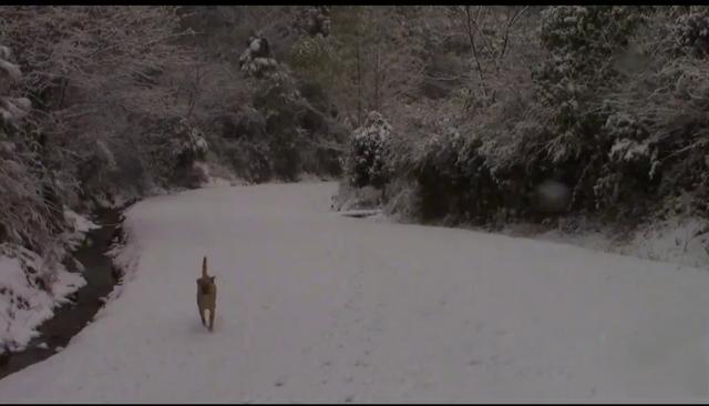 山居这些年,探访过无数苗族村寨,除了羡慕还是羡慕