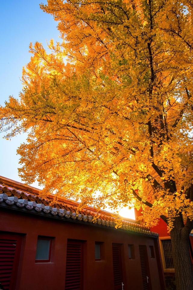 曾经是故宫最冷门的宫殿，而如今因为秋天的银杏，让这里充满生机