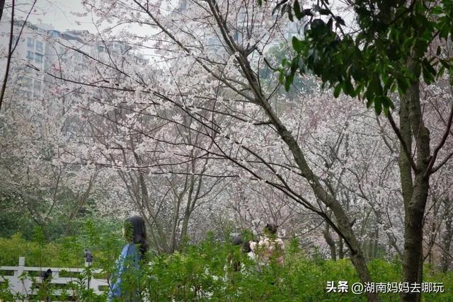 第一波樱花已盛放！带娃冲这里，市中心藏着粉色浪漫