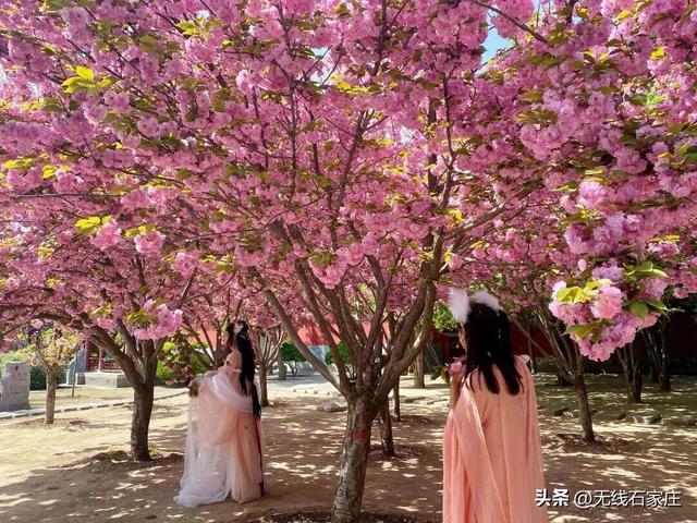 石家庄六大赏樱推荐地！来邂逅一场樱花的浪漫