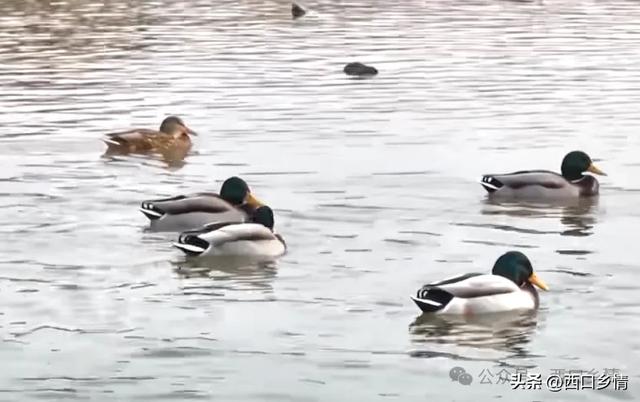 冬临河曲：一湾碧水，鸟鸣悠长