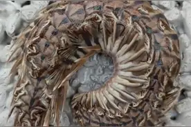 罕见！福建宁德，有村民在户外海边，钓到一只长毛的奇怪生物。图片