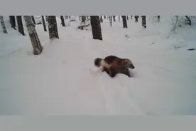 不是貂不是熊 别名“金刚狼”吓退“平头哥”→打一动物图片