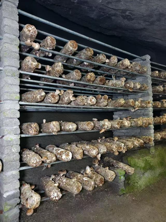 尧文化旅游节开幕式暨尧治河杯乡村网络达人创作大赛启动仪式侧记