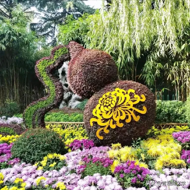 趵突菊韵 锦绣泉城