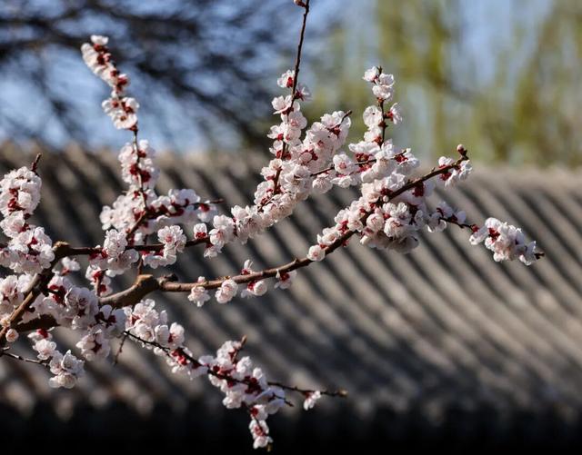 济南杏花已经盛开！这些赏花地又美又出片！