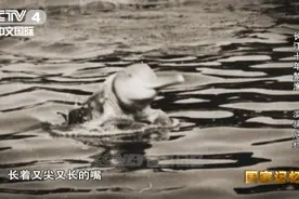 长江为什么要禁渔？图片